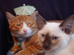 -Sirena海妖日咖夜酒