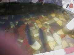 -千岛湖港湾鱼庄