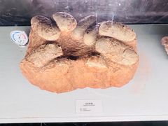 -湖南省地质博物馆