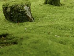 -西芳寺(苔寺)