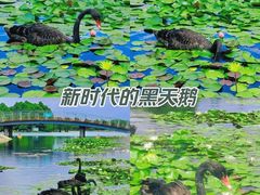 -上海辰山植物园