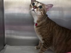 -安安宠医宠物医院·异宠·犬猫内科(岳阳分院)