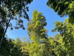 -上海佘山国家森林公园天马山园