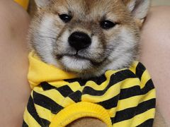 -逗柴咖啡屋·狗咖猫咖宠物桌游