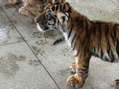 -秦皇岛野生动物园