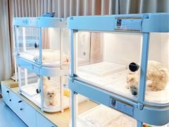 -翊宠yipet猫狗购宠庄园犬舍•猫舍