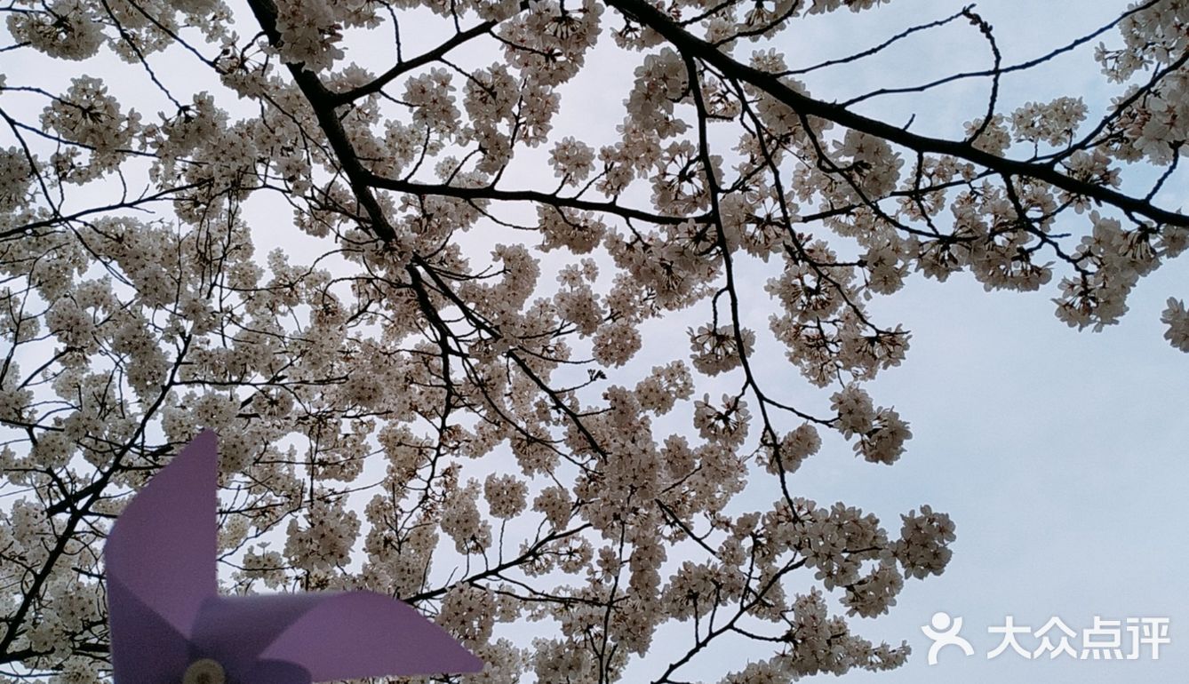 南京打卡#景区#