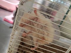 -more than meow吴止猫主题餐厅(承德 中船汇店)