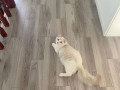 -Bastet sally猫舍购宠(静安店)