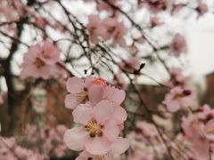 -桃花堤公园