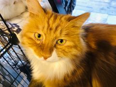 -平行世界·猫咖(首经贸店)