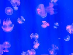 -福州罗源湾海洋世界旅游区