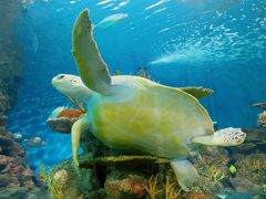 -上海海洋水族馆