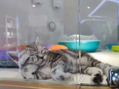 -龟与熊猫宠物公园(南坪店)