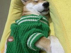 -逗柴咖啡屋·狗咖猫咖宠物桌游