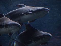 -波塞冬海底世界
