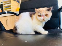 -红星电影世界开元地中海店(RealD杜比全景声)