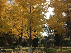 -大兴滨河森林公园