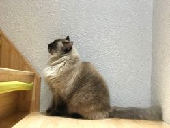 点击看大图 -隅日式美甲美睫專門店