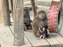 -大连森林动物园