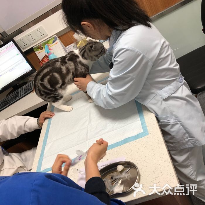 宠福鑫张家口动物总院图片-北京宠物医院-大众点评网