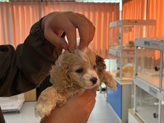 -翊宠yipet猫狗购宠庄园犬舍•猫舍