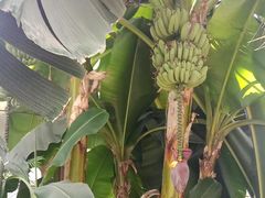 -石家庄市植物园