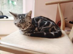 -猫咪派对(江南西店)