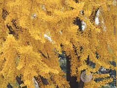 -三里屯东五街银杏大道