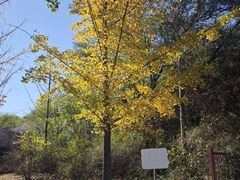 -永定河休闲森林公园