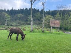 -武陵山森林公园