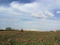 -皇粮浜公园