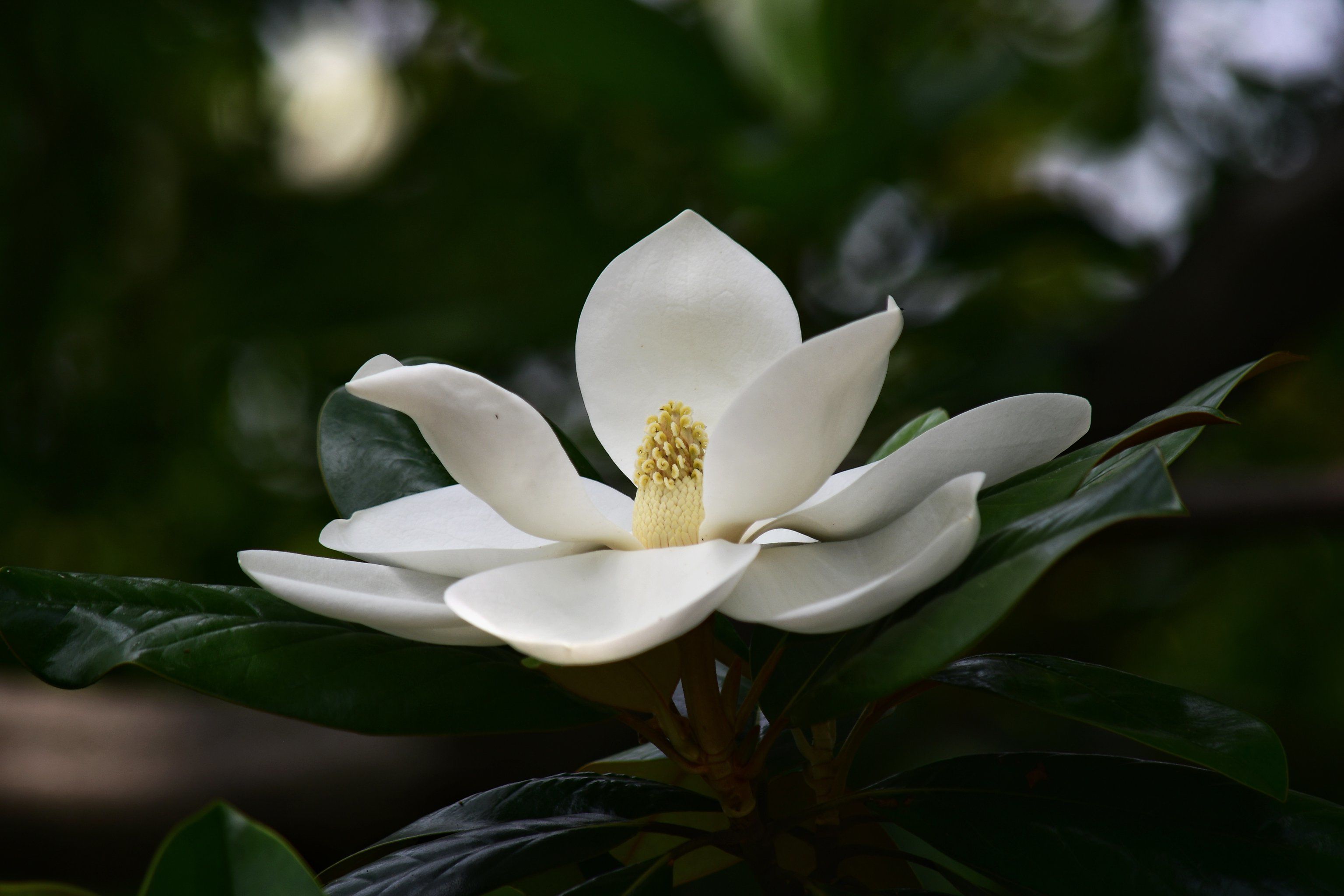 广玉兰树高叶大,花朵常藏于叶间,不太容易被人看见
广玉兰花瓣洁白