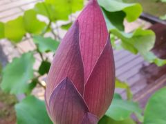 -荷风细雨·中国茶宴(碧云店)