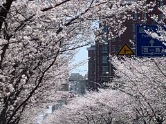 -高东镇樱花园