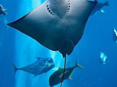 -上海海洋水族馆