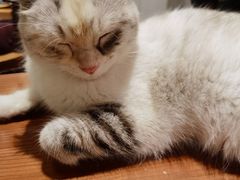 -猫小院猫主题餐厅(三里屯店)