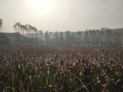 -渭南桃花源民俗文化园