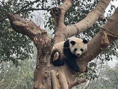 -都江堰中华大熊猫苑