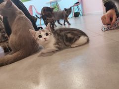 -三花喵·撸猫购宠·宠物生活馆(虹桥南丰城店)