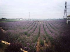 紫颐·香薰山谷-紫颐香薰山谷景区