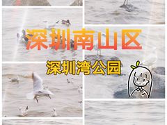-深圳湾公园(南山区)