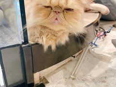 -飞行喵MR PILOT|猫舍·猫咖(静安大融城店)