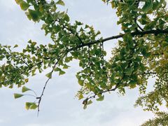 -大兴滨河森林公园