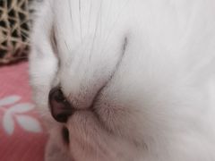 -欣宠猫屋·矮脚拿破仑·蓝金金渐层