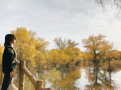 -金塔沙漠胡杨林景区