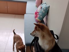 -美联众合动物医院·24h京西诊疗中心