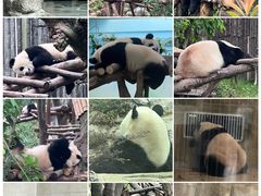 -成都大熊猫繁育研究基地