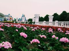 -百万葵园