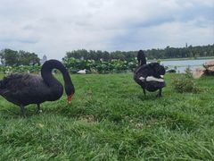 -长春市南湖公园